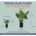 thumbnail image 4 of Nature's Way Farms Alocasia California Live Plant (18-24 in. Tall) in Grower Pot, 4 of 4