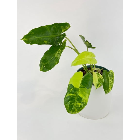 Bumble Plants Variegated Philodendron Burle Marx - Full Live Colorful Houseplant in Nursery Pot, Easy Care, Indoor Plant for Beginners