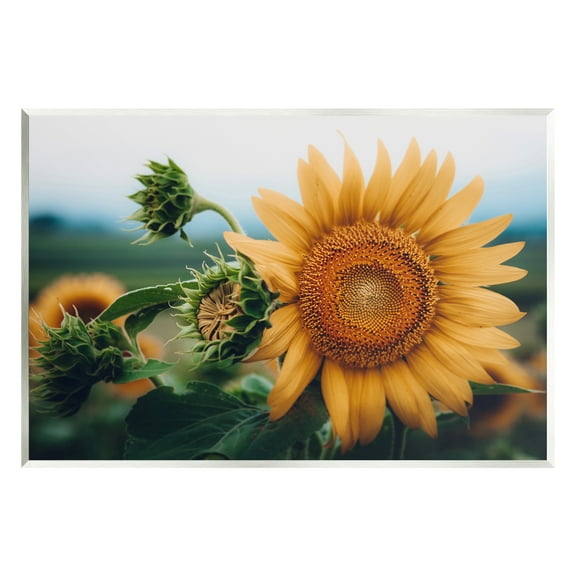 Stupell Industries Evening Sunflower Photography Botanical & Floral Photography Unframed Art Print Wall Art