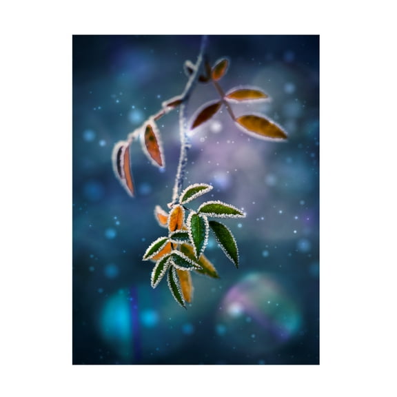 Trademark Fine Art Nikki Georgieva V Front Branch Canvas Wall Art