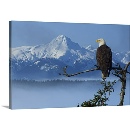 Manzanita Perch Multi Branch - Great BIG Canvas John Hyde Premium Thick-Wrap Canvas entitled Bald Eagle Perched On Spruce Branch Overlooking The Chilkat Mountains,