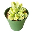 thumbnail image 4 of Variegated Cotyledon Bear Paw Succulents (2"+ Plastic Pot) - Tiny, Lovely, Easy to Care Succulent for Beginners - Live Healthy Succulent for Home Office - Best Trailing Indoor Plant, 4 of 6
