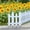 A, variant on Orangide 2 Pcs White Garden Fence, Picket Fence Edgings for Lawns Flowerbeds, Decorative Yard Border, Spring Summer Outdoor Decor for Plants