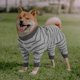 thumbnail image 2 of Traje de recuperación para perros pequeños, chaleco de manga larga, traje quirúrgico para perros, ropa para mascotas, traje quirúrgico para cachorros, ropa transpirable para perros pequeños, 2 of 7