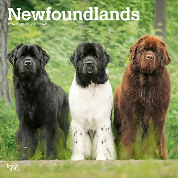 Newfoundlands | 2026 12x24" (Hanging) Wall Calendar | Plastic-Free | BrownTrout
