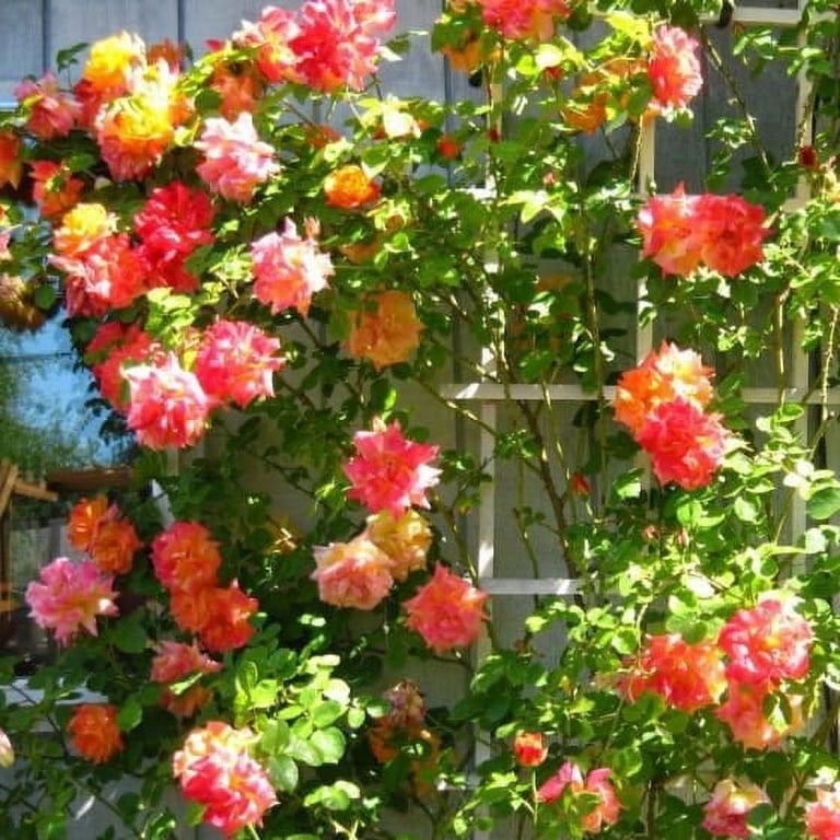 30 Seeds Climbing Joseph's Coat Rose Bush Flower Seeds - Pink and