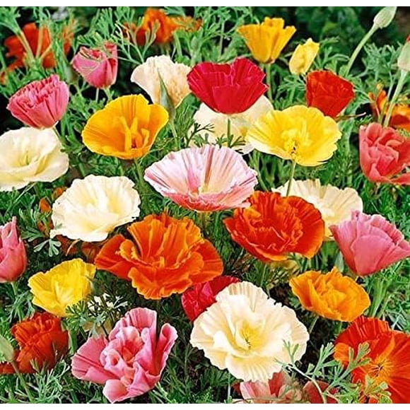 HJADGG Seeds Californian Poppy Mix 30 Days Eschscholzia Indoor Annual Flowers for Planting
