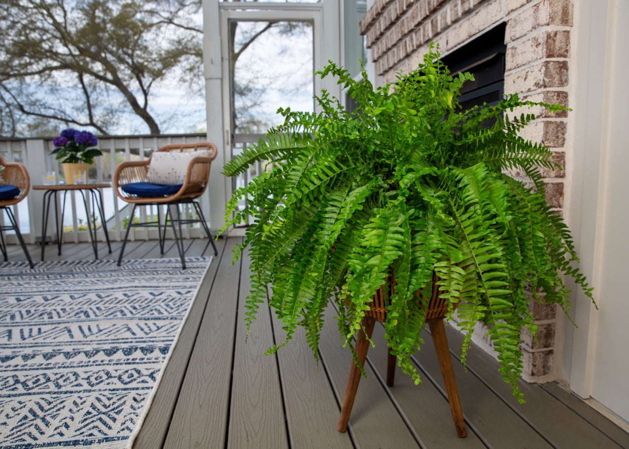 (2 pack) Expert Gardener 20-24" Wide Boston Fern Live Plant in 1.5-Gallon Grower Pot