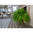 thumbnail image 5 of Expert Gardener 20-24" Wide Boston Fern Live Plant in 1.5-Gallon Grower Pot, 5 of 8