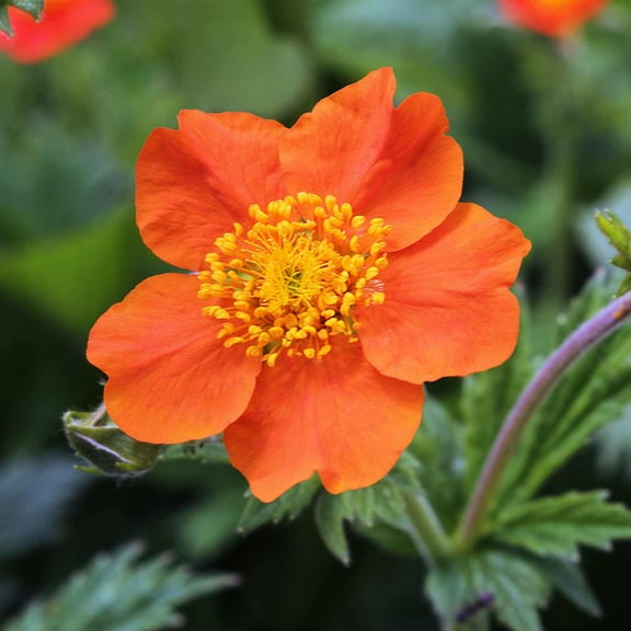 Mrs. Bradshaw Geum ~50 Seeds – Geum chiloense – 2nd Year Bloom – Perennial Scarlet-Orange Flowers – Award-Winning Hardy Avens – 24" Upright Plants – Full Sun to Part Shade