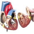 thumbnail image 4 of Human Heart Model: 1:1 Anatomical Heart Model, Detachable Human Heart Anatomical Model for Medical Lessons Heart Model, 4 of 5