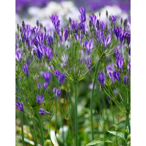 Queen Fabiola Brodiaea - 25 bulbs