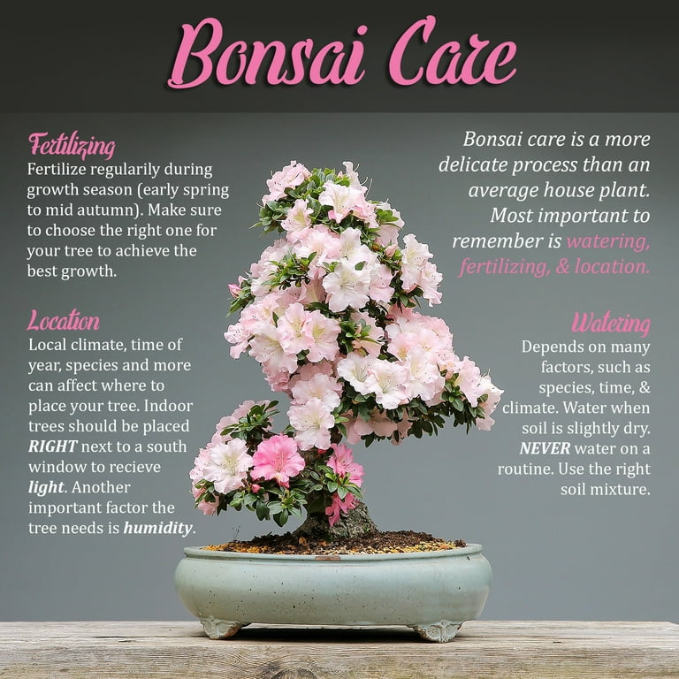 Bonsai 5pc Basic Care Set
