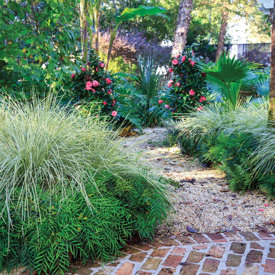 Southern Living Platinum Beauty Lomandra 'Mat Rush' Live Shrub in 2.5-Quart Grower Pot