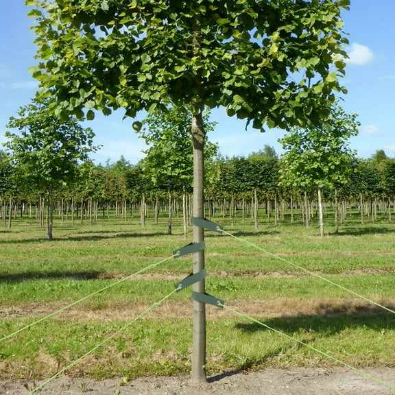 Ikoopy 12 Pcs Tree Stake Kit for Leaning Young Trees Straightening Include 4 Pcs Straps 4 Pcs Metal Stakes and 4 Pcs Ropes Against Strong Wind Bad Weather