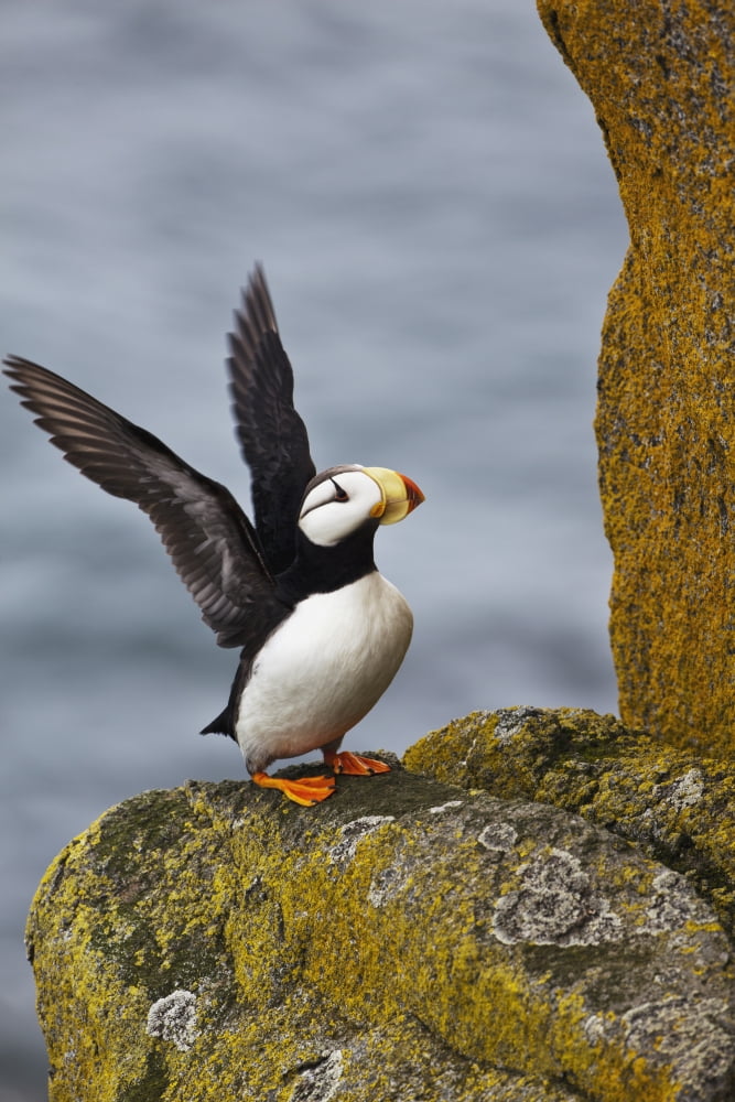 Horned puffin (Fratercula corniculata) standing on lichen-covered boulder flapping wings Walrus Islands State Game Sanctuary Round Island Bristol Bay Southwestern Alaska Canvas Art - Gary Schultz Des