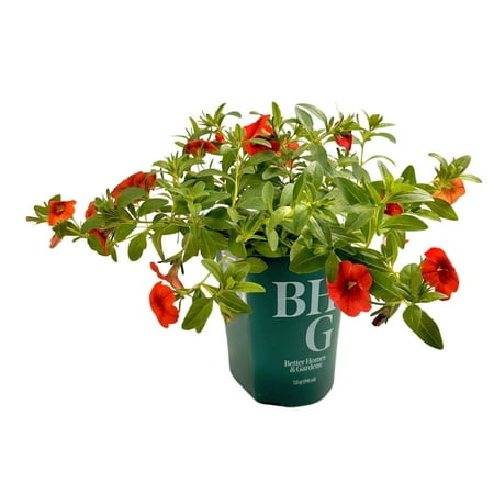 Better Homes & Gardens Calibrachoa 'Colibri Orange' Live Plant, Garden Flowers, 1 Qt Pot, Full Sun
