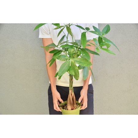 Money Tree - Pachira Braid - Bonsai Plant / 6
