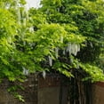 thumbnail image 2 of White Wisteria Flowering Vine, 2 of 7