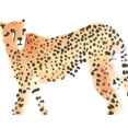 thumbnail image 2 of Vess, June Erica 14x12 White Modern Wood Framed Museum Art Print Titled - Majestic Cheetah II, 2 of 4
