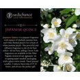 thumbnail image 4 of Vela Seda France Japanese Quince 283 g 11 h de duración, 4 of 7
