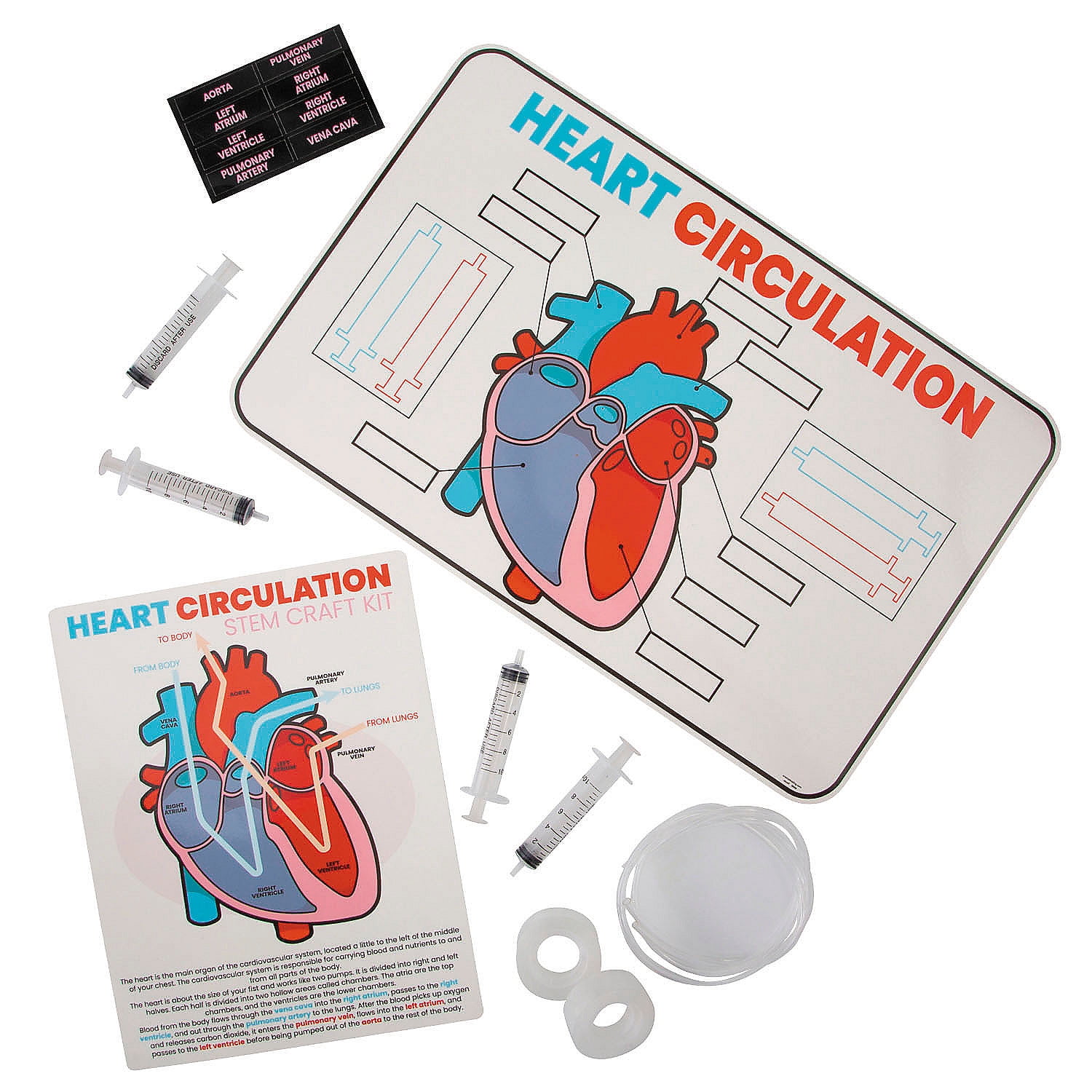 Fun Express 17 x 11 STEM Heart Circulation Activity Learning Challenge Craft Kit - Makes 12