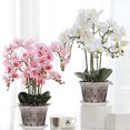 thumbnail image 4 of Macetas para Orquídeas Naturales, Paquete de 10 Macetas Orquideas Plástico Transparentes, con Orificios de Ventilación y 10 Bandeja, 4 of 4
