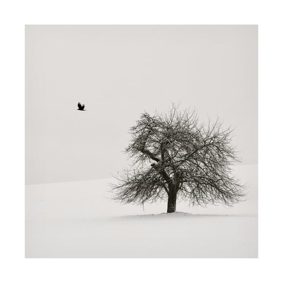 Trademark Fine Art Lena Weisbek Old Cherry Tree Canvas Wall Art