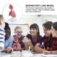 thumbnail image 3 of KAKOWELY 1pc Respiratory Lung Model Medical Respiratory System Lung Model Teaching Tool,10.63"X4.72"X4.72", 3 of 5
