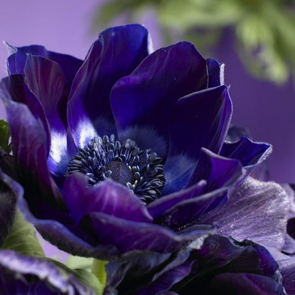 Van Zyverden Wind Flowers Anemones Darkest Blue Set of 10 Bulbs Blue Partial Sun Perennial Deer Resistant 1 lb