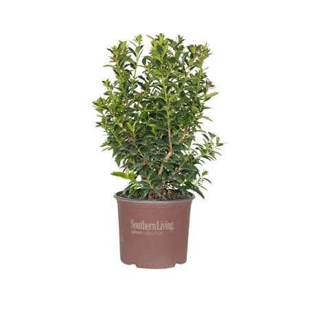 Southern Living Oakland Holly Live Shrub in 3-Gallon Grower Pot