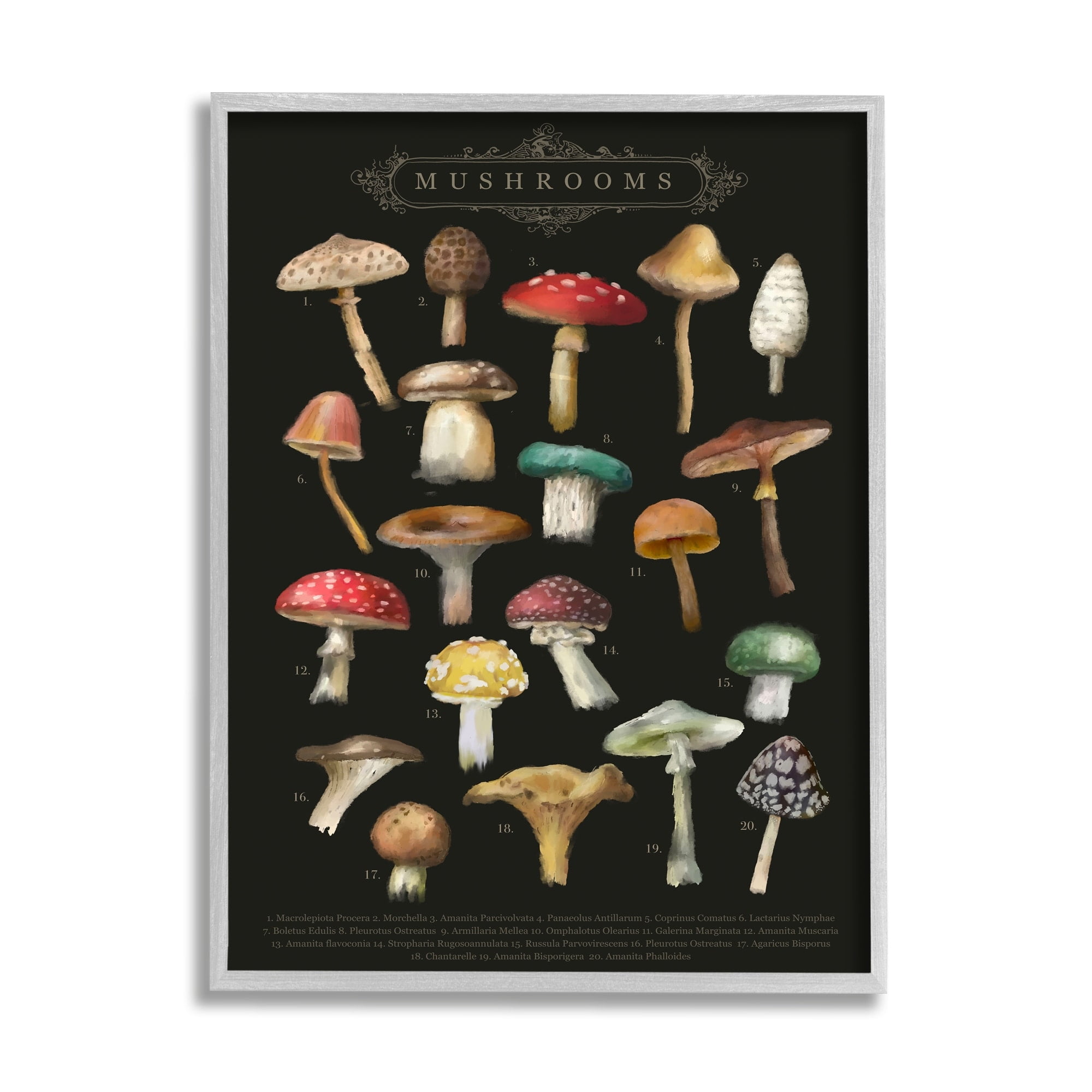 Stupell Industries Dark Informative Mushroom Chart Landscape Painting Gray Framed Art Print Wall Art
