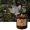Brown, variant on Candles & Holders Aromatherapy Candles for Bedroom Ambient Lighting Giftable Fragrance Day to Night Home, 6.2x6.7 cm, Brown