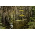 thumbnail image 2 of Jones, Adam 14x11 White Modern Wood Framed Museum Art Print Titled - Cypress trees and Spanish moss lining shoreline of Caddo Lake-Uncertain-Texas, 2 of 4