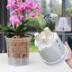 thumbnail image 3 of Maceta con autorriego, maceta de plástico transparente transpirable para Phalaenopsis, con control automático de almacenamiento de agua, ideal para el hogar y la oficina., 3 of 8
