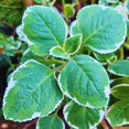 thumbnail image 2 of Set 3 Variegated Cuban Oregano Plants Live Mexican Mint Plant, Spanish Thyme Starter Plants from 4 Inc in Height, Fragrant Herb Well Rooted, 2 of 5