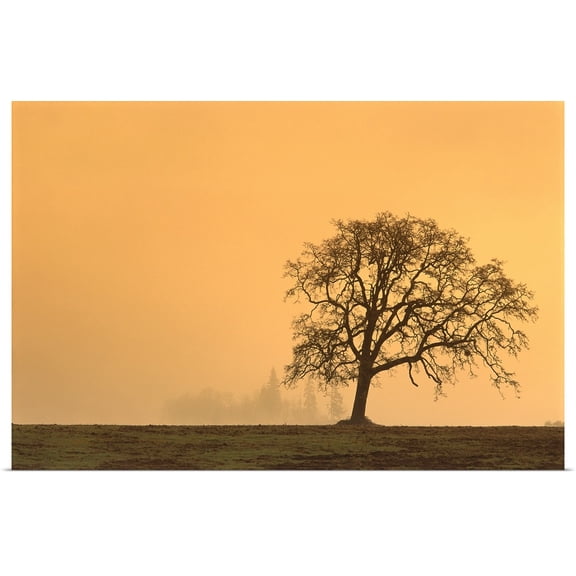 Great BIG Canvas | "Oregon, Willamette Valley, Single Oak Tree In Fog At Sunrise" Art Print - 48x32
