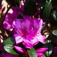 thumbnail image 3 of Azalea, Karen Live Shrub (2.25 Gallon), 3 of 8