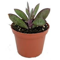 Vertical Leaf Succulent Plant - Senecio crassissimus -Easy House Plant- 2.5" Pot