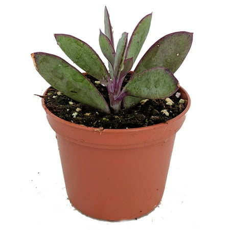 Vertical Leaf Succulent Plant - Senecio crassissimus -Easy House Plant- 2.5
