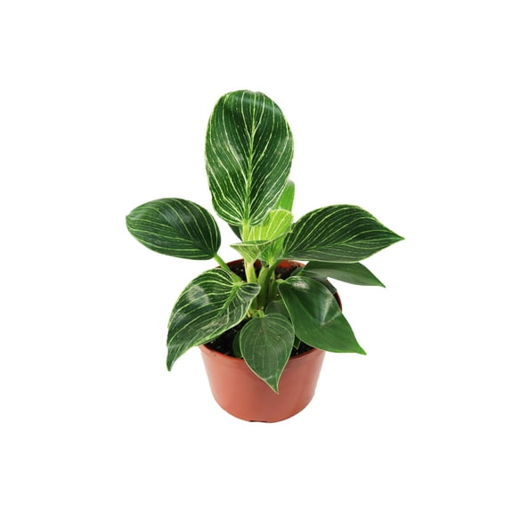 Birkin Philodendron Variegated- 6" from California Tropicals