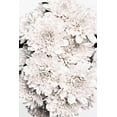 thumbnail image 2 of 1x Studio III 17x24 White Modern Wood Framed Museum Art Print Titled - Chrysanthemum No 08, 2 of 4