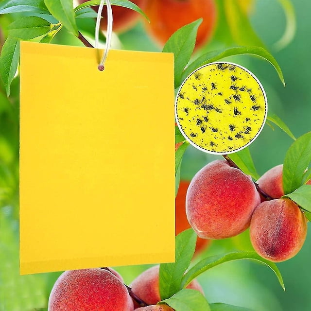 50 pegatinas Gelbtafeln Fliegenfnger, Gelbfalle Klebrige Insektenfallen, Perfekt Gegen Ungeziefer In Ihrem Garten Gegen Trauermcken, Blattluse, Mi
