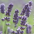 thumbnail image 2 of Earthcare Seeds - English Lavender 500 Seeds (Lavandula Angustifolia) Heirloom - Open Pollinated, 2 of 5