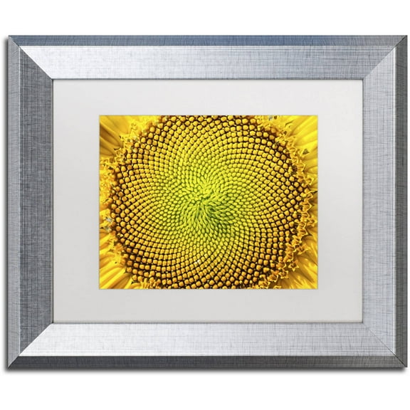 Trademark Fine Art "Cosmic Patterns in Nature" Canvas Art by Kurt Shaffer, White Matte, Silver Frame