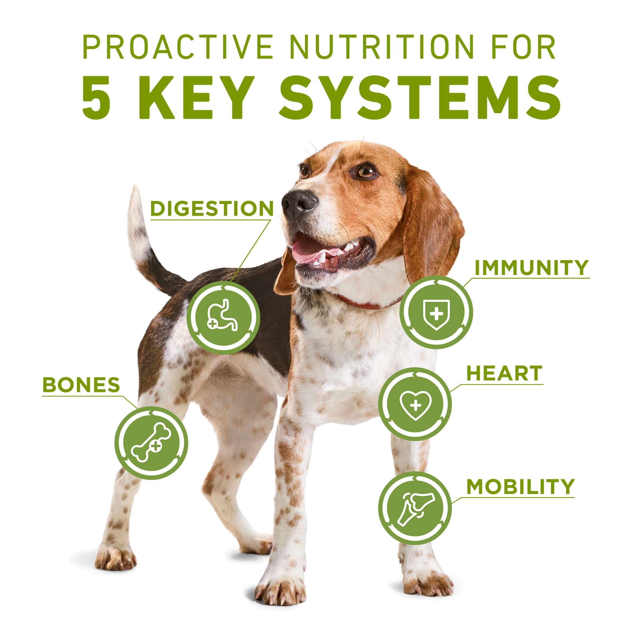 Purina ONE +Plus Whole Body Support with Real Chicken, Dry Dog Food, 1.6 kg
