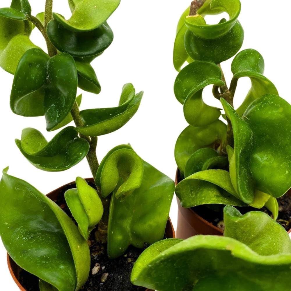 Hoya Green Hindu Rope 2 inch Set of 3 Crinkle Wax Plant Porcelain Flower Tiny Mini Pixie Plants