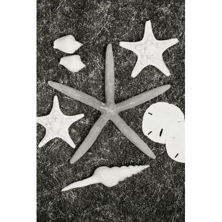 Starfish Photo Shells And Starfish Scatterd On Textured Surface (Sepia Photograph) Canvas Art - Bill Brennan Design Pics (11 x 17) ()