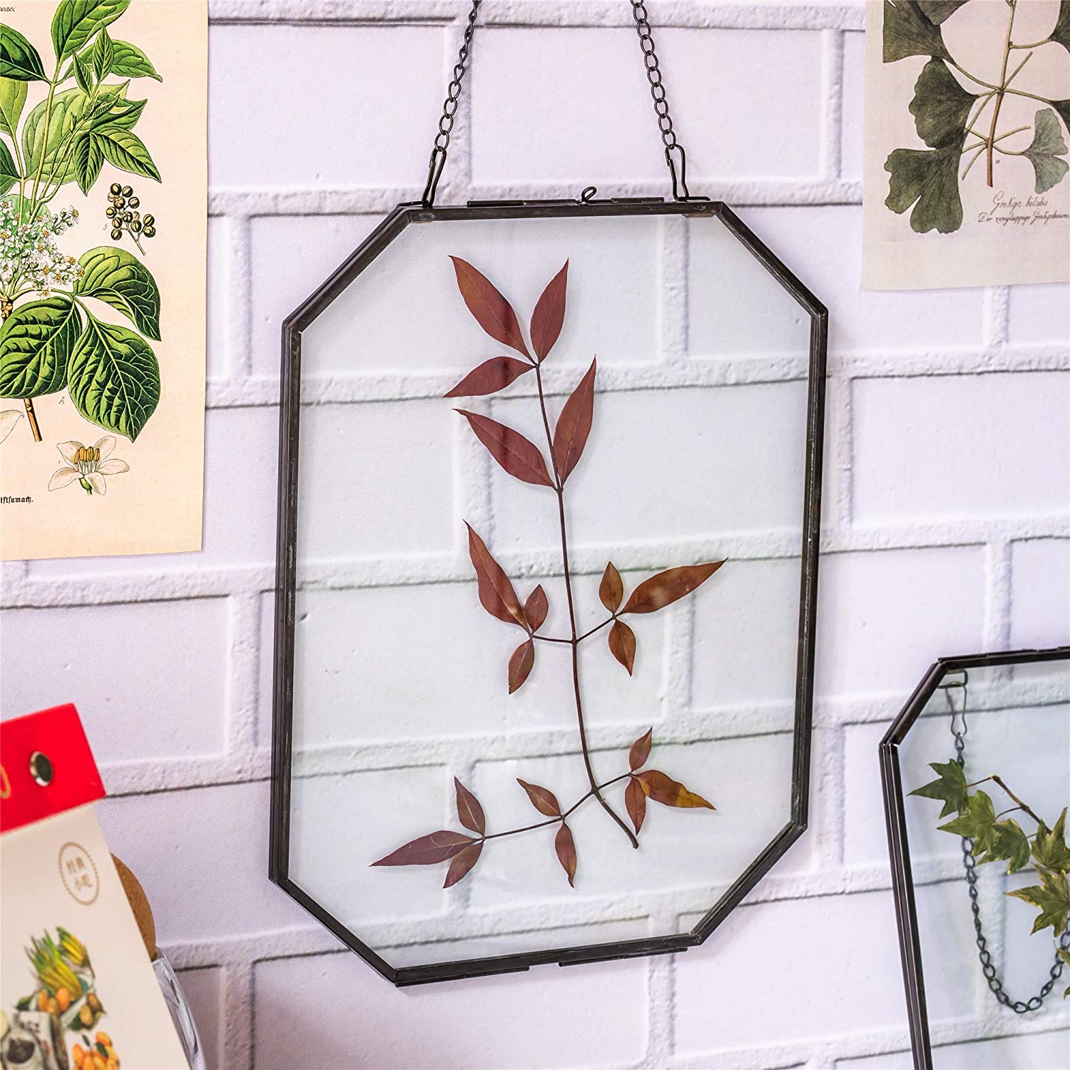 NCYP 8x10 inches Octagon Double Glass Floating Frame for Pressed Dried Flowers, Photo, Picture, Poster - Wall Hanging Herbarium, Home Decor, Black (Glass Frame Only)