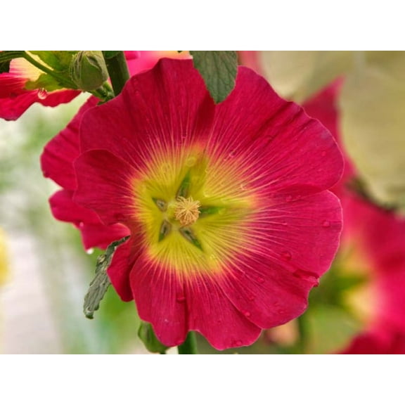20 Seeds Halo Red Hollyhock Alcea Rosea Tall Blooms Easy to Grow Perennial Pollinator-Friendly